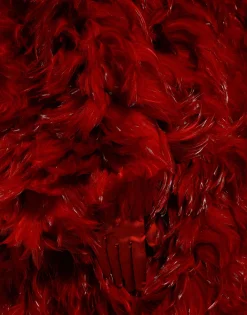 Organza coat with rooster feather embellishment